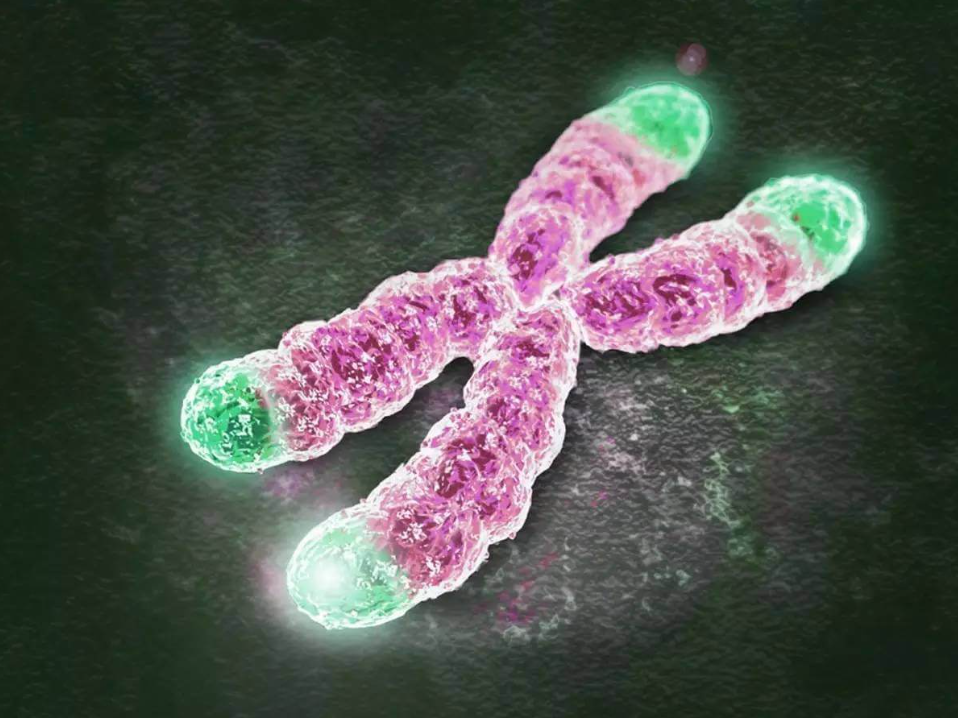 9号染色体决定什么：出现嵌合、三体等异常后果很严重